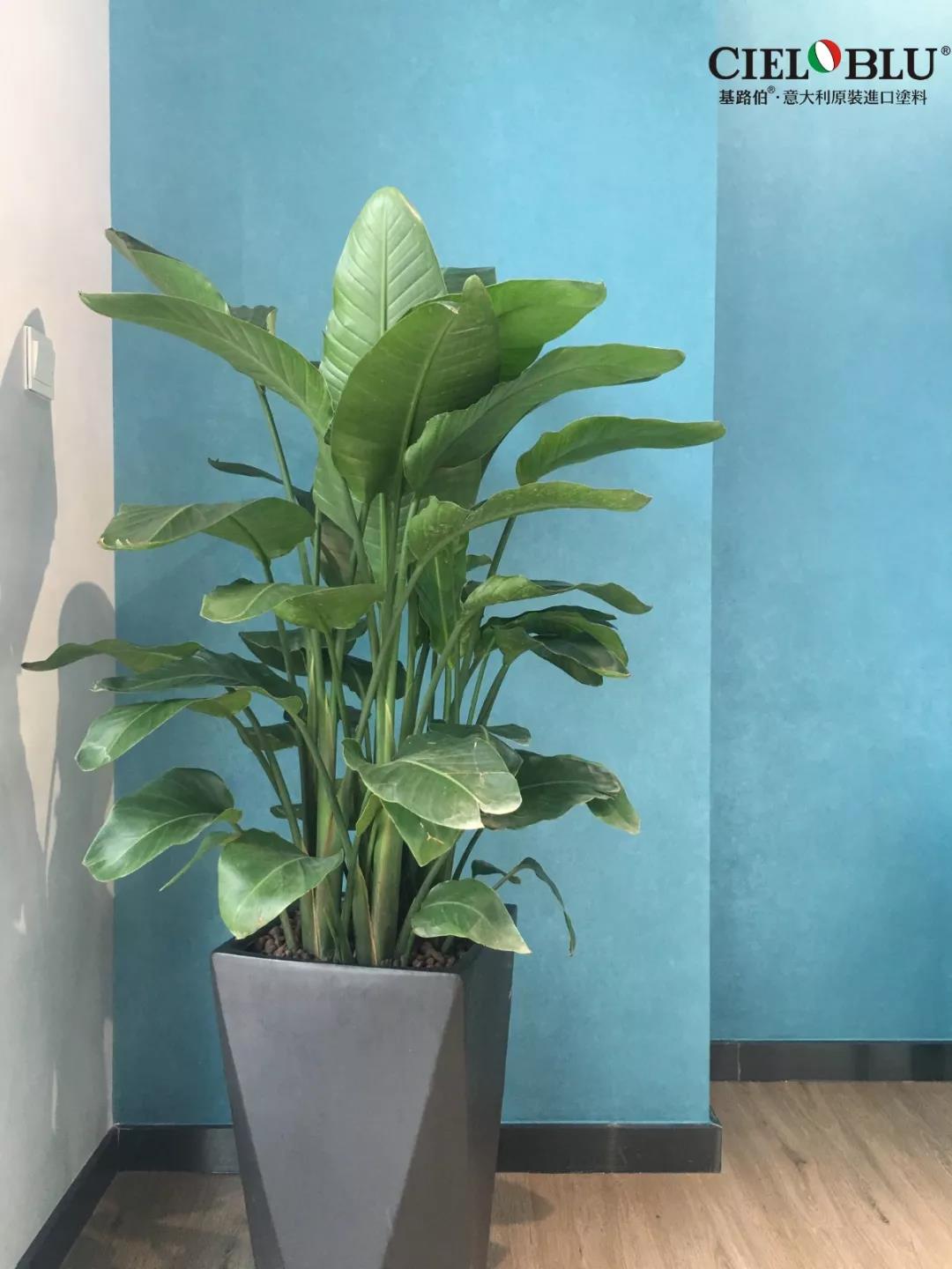 CIELOBLU基路伯佛山運(yùn)營中心牽手品牌一周年，涂裝體驗(yàn)再升級！(圖18)